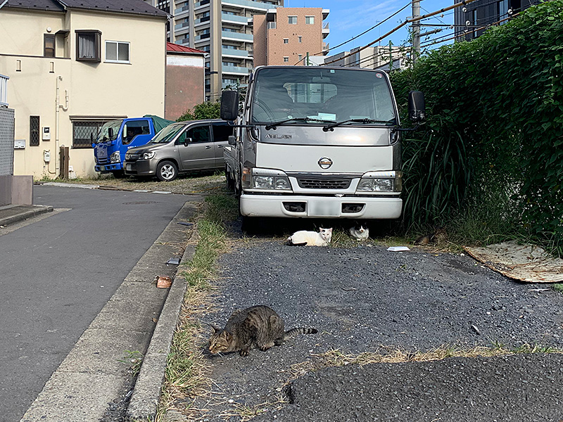 ねこ会議の写真