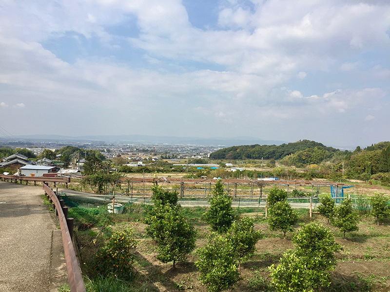 纏向日代宮跡にあるミカン園の写真