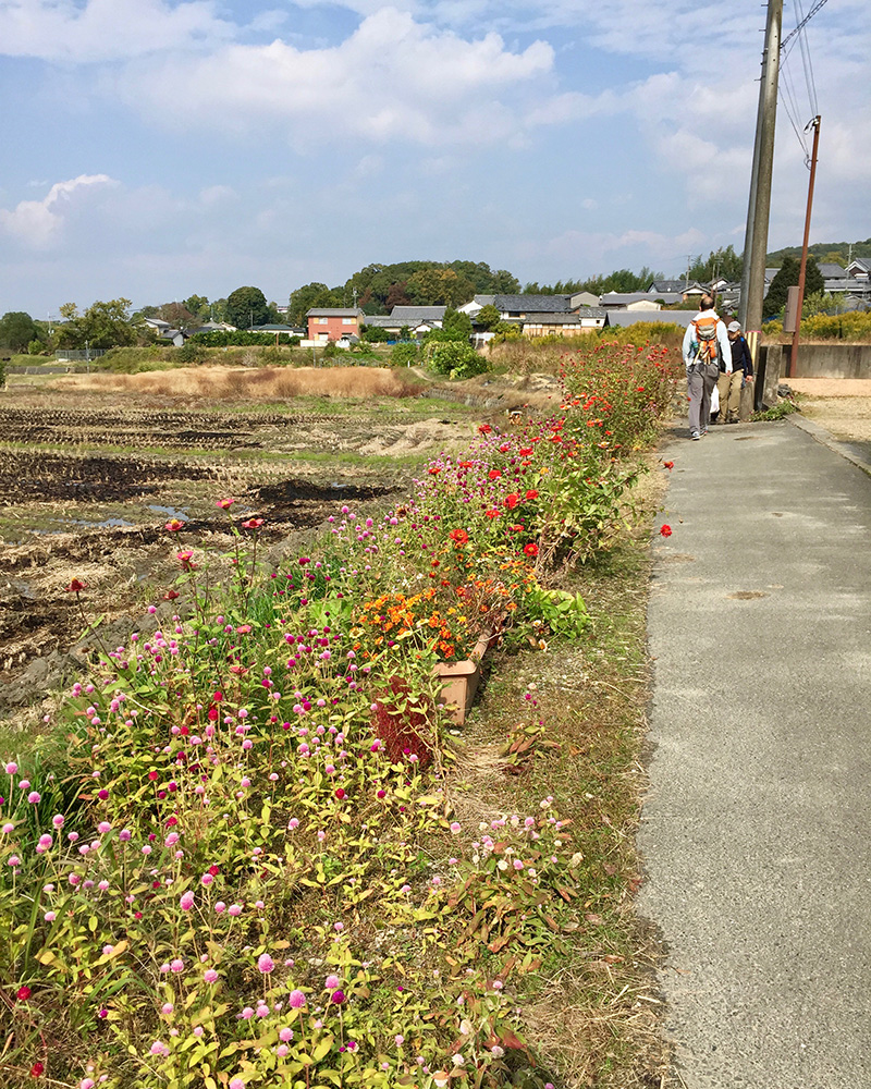 野辺の花々が美しい写真