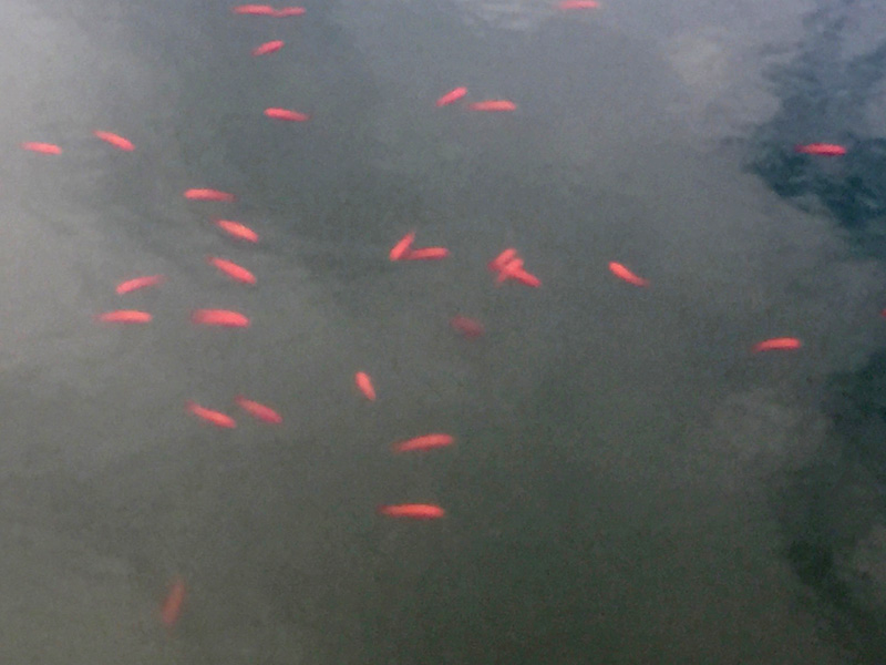 中に金魚が泳いでいる写真