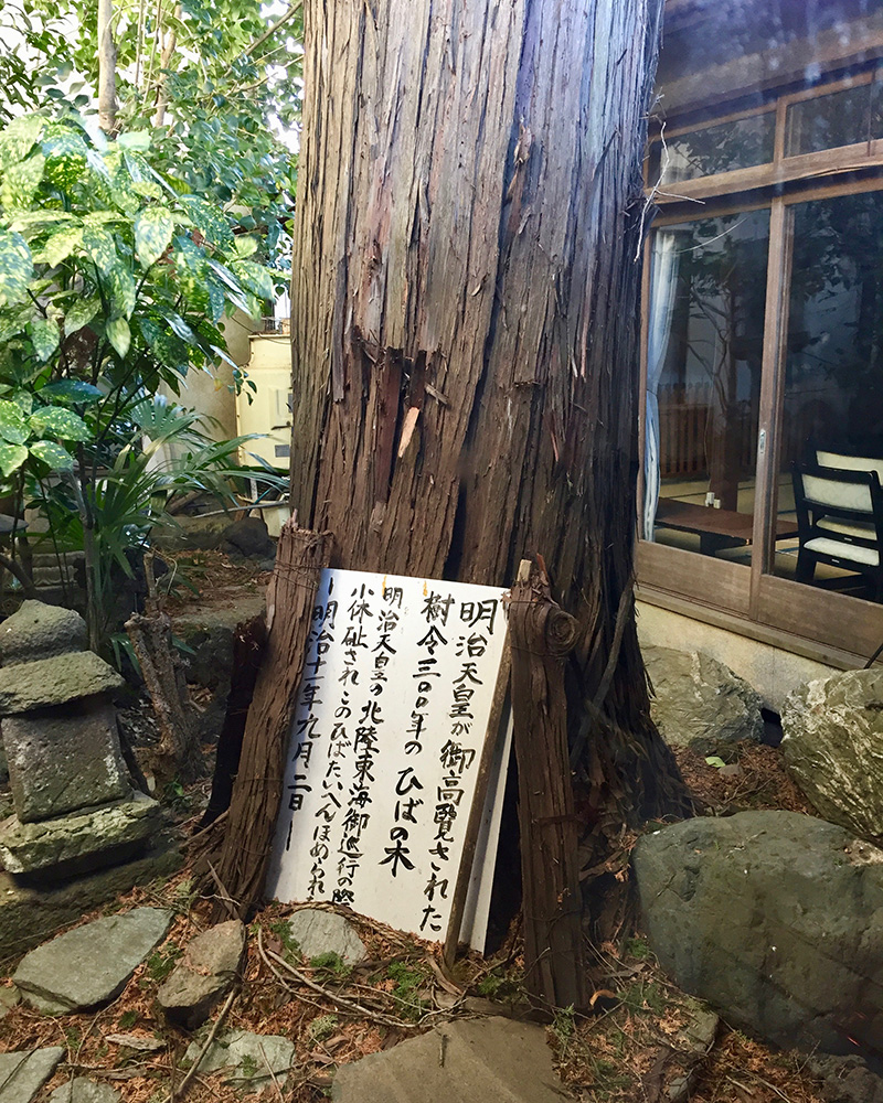 明治天皇ご高覧のヒバの木の写真