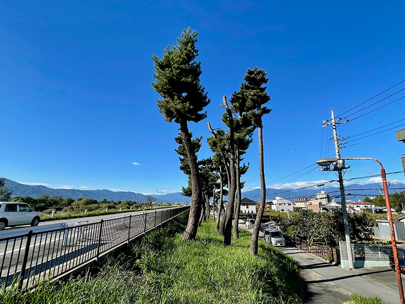 甲州街道は松並木の右、土手の下の写真