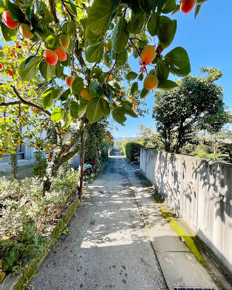 しばらく細道となる街道の写真