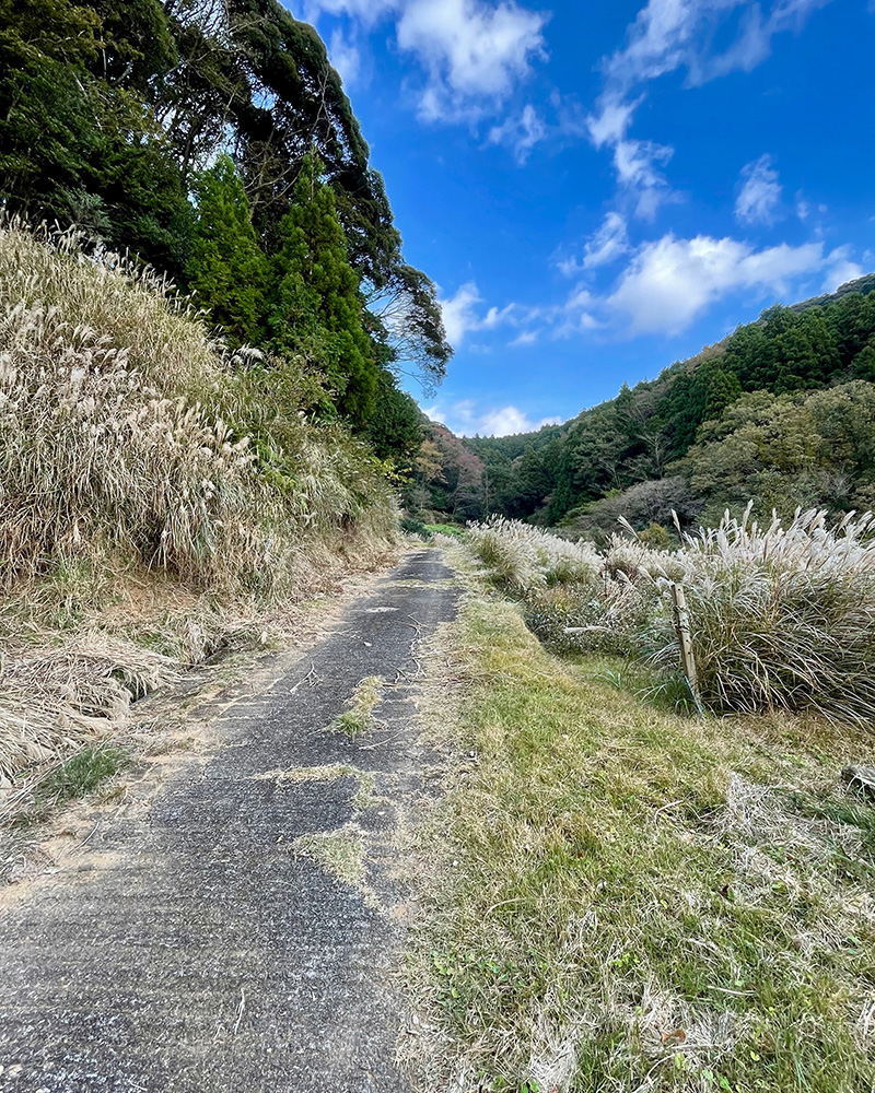 この道は辿れるようになっているのか、だんだん不安になってくる写真