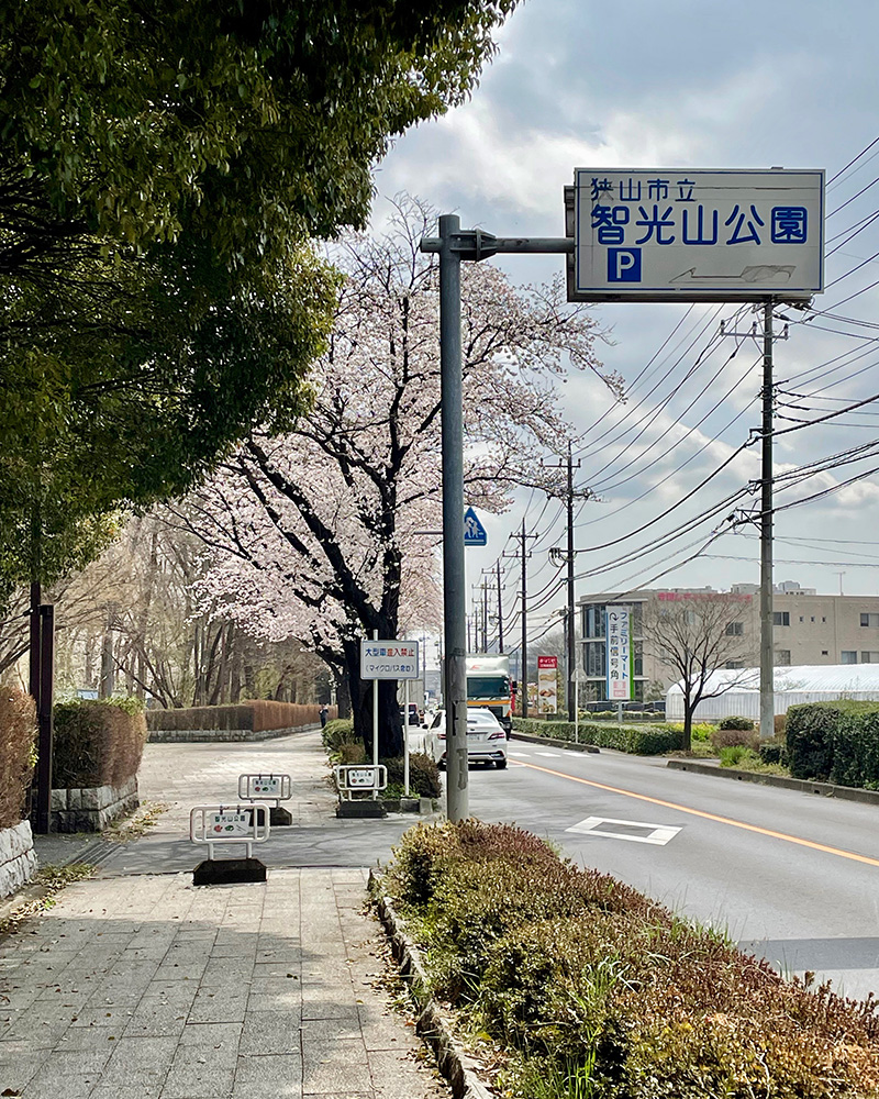 智光山公園の通りは桜が満開の写真