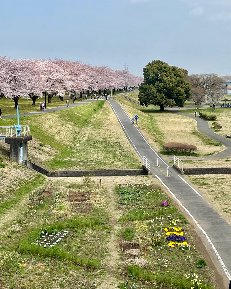 入間川の桜並木が美しい写真