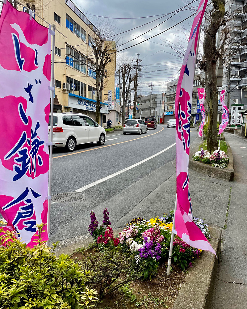 つつじ通りを行く、いざ鎌倉!の写真