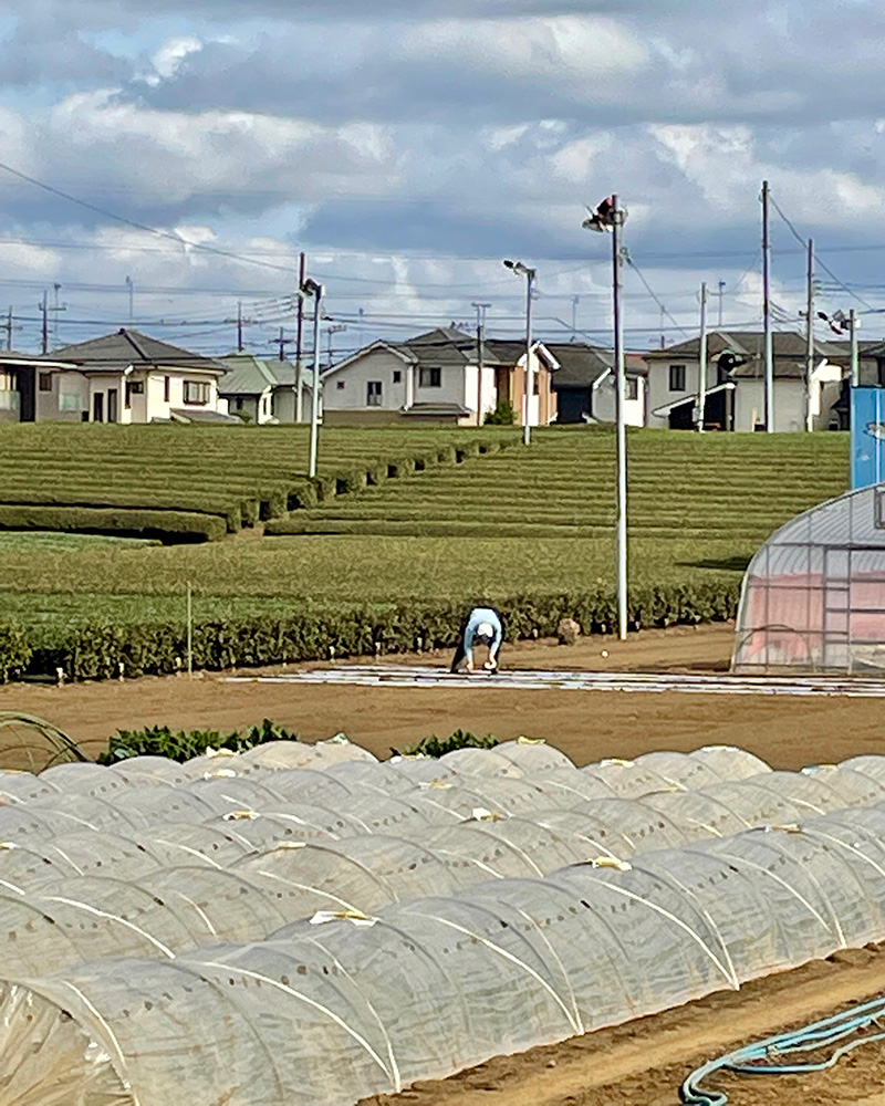 茶園の風景が広がる写真