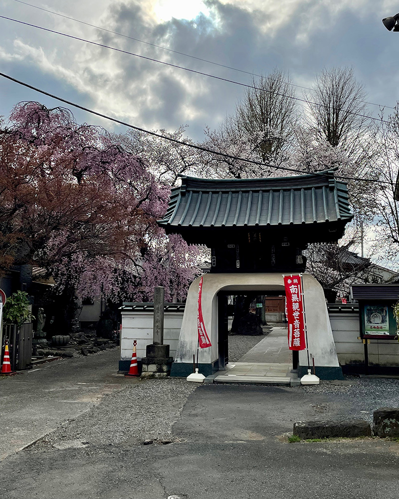 新光寺の桜がきれいだった写真