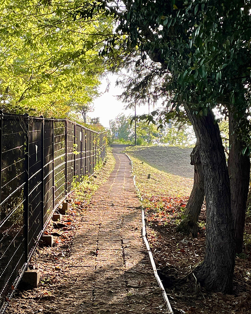 ダリア園のわきの道を抜けていく写真