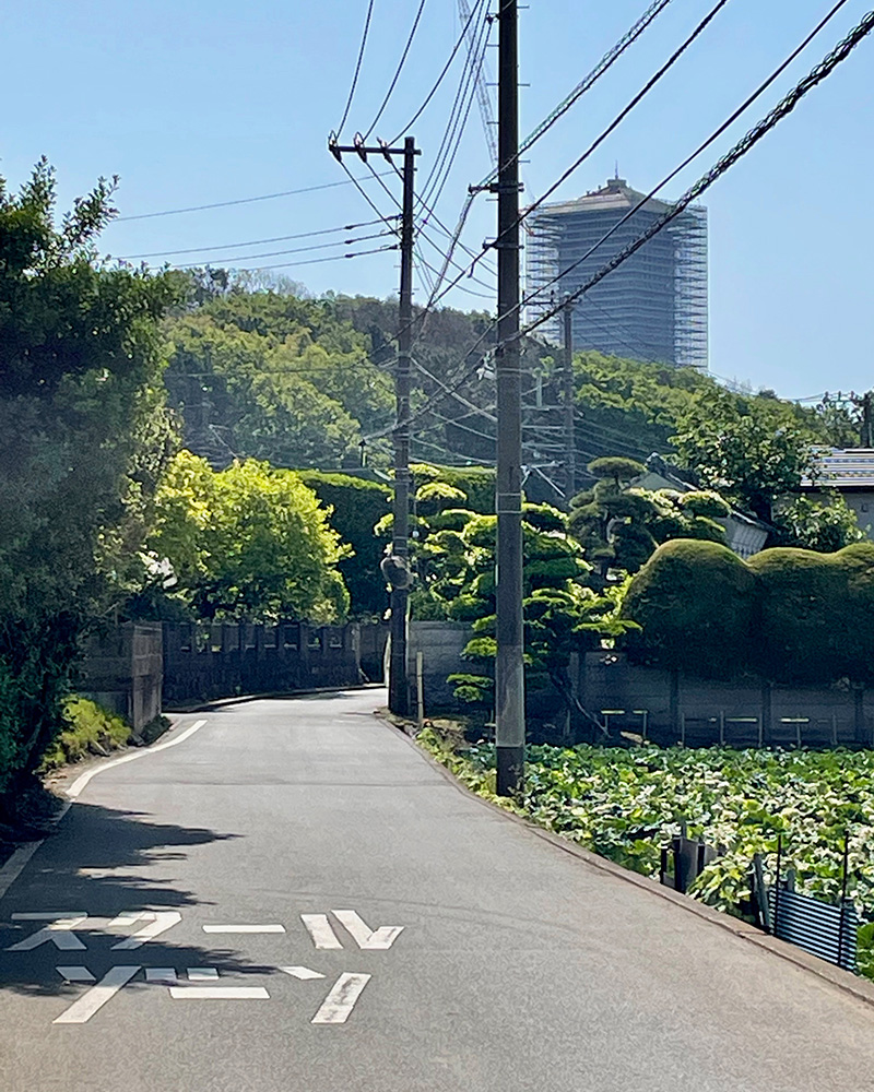 前方の高いビルは横浜薬科大学の図書館棟、かつてあったドリームランドの名残の写真