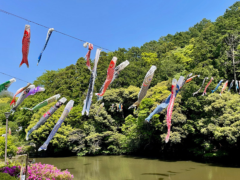 鎌倉中央公園の鯉のぼりの写真
