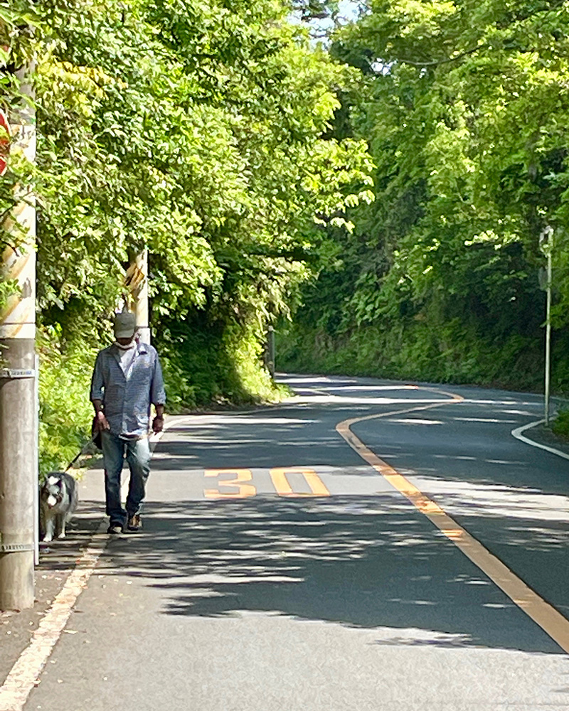 昼下がりの犬の散歩の写真